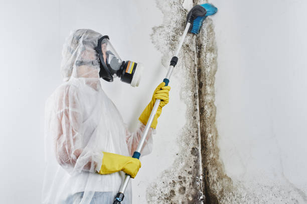 Reliable Montpelier, IN Mold Remediation Solutions