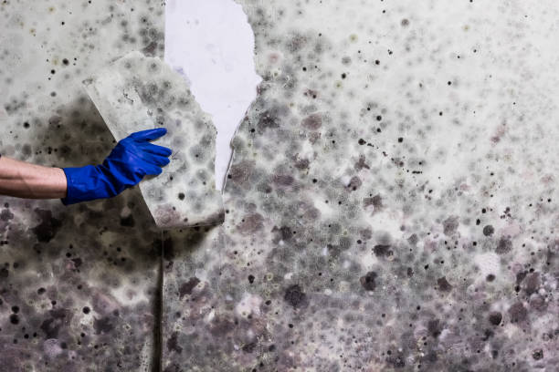 Best Basement Mold Remediation in Montpelier, IN